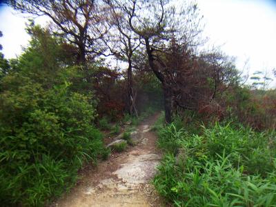 普通の登山道のようなところもあった。ここはおそらく鷹ノ巣山のピークっぽい