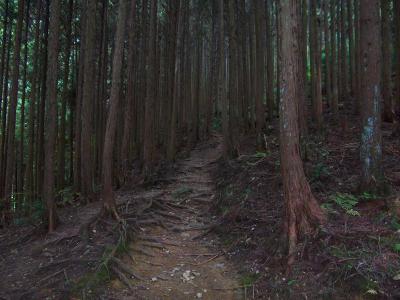 いわわきの道は階段は少なくてなだらかだけど、登山道はあまり面白みがない