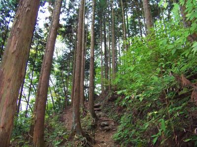 少し明るいところまで登ってくるとあともう少しでダイトレ合流となる