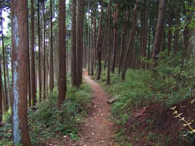 ダイトレ合流地点から岩湧山までは尾根が少し長い感じがする。やはりきゅうざかの道で登るべきだったか！？