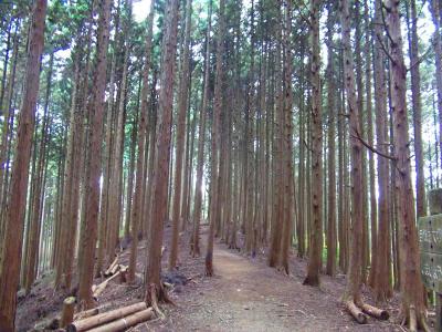 東峰からの尾根道。この画像の登山道の先から一旦下る