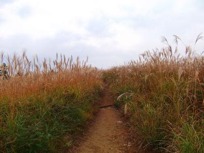 まさにススキの道という感じのところを進んでいく。いつもは山焼き後ばかりだったけどこういうのも悪くないね