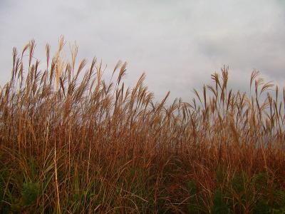 ススキが高くて展望はあまり見えないけど、まあ今回はススキを満喫するためにきたのでいいかな