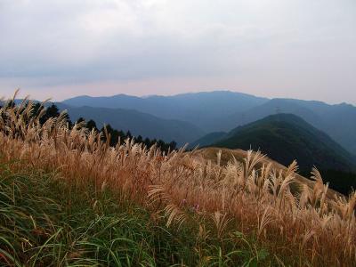 いつも撮影している南側の尾根道もススキだらけになっていた。風がないので穂は揺れてなかった