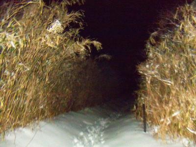 笹地帯を抜けるけど、この付近が一番辛いところかも。まだ半分の距離にも満たしてない