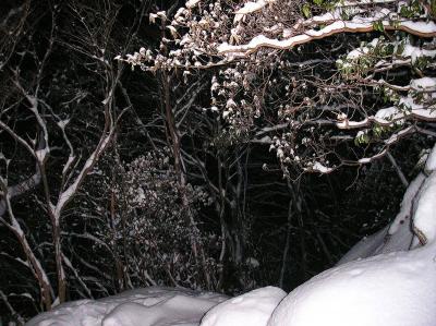 積雪量はなかなかあるので山頂に期待したい