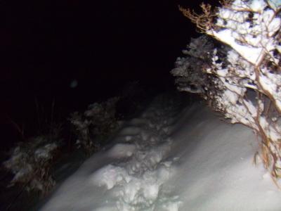 ツツジ園のところもこうやって歩いてみると結構細い道が多いな