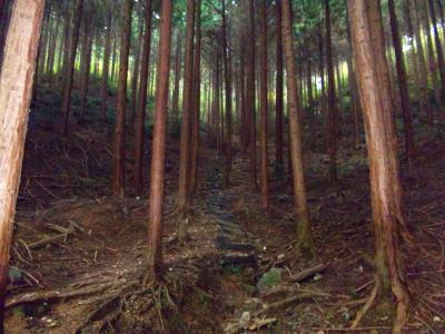 植林地帯の急登が続くが階段があるのでまだ歩きやすい