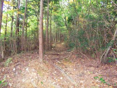 植林地帯が終わると一旦なだらかな道になる