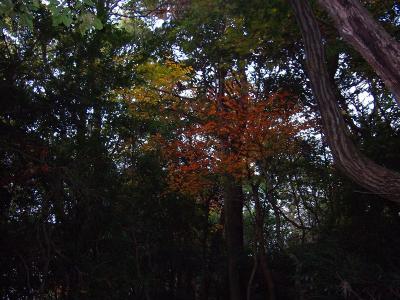 もう秋も深まって少しずつ色づいてきているけど、ここはまだ低山なので時期は早い