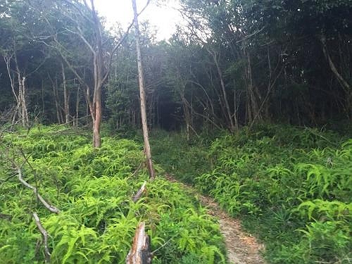 稜線は樹林帯の中。夕方になると暗い
