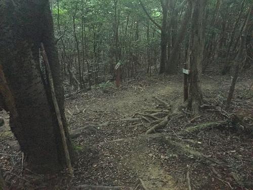 尾根道との分岐まできた