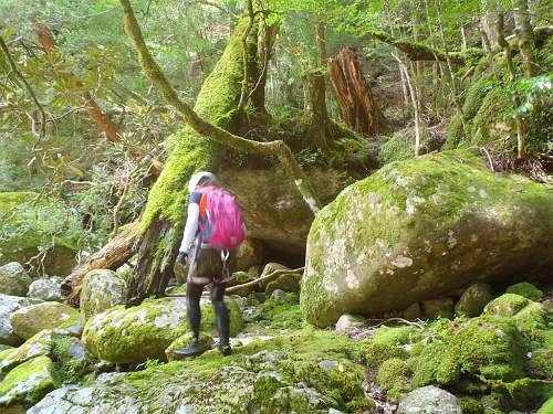 大峰ぽい苔地帯