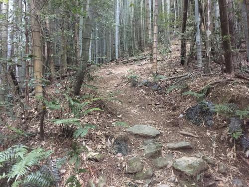 早速、竹林地帯から急登になるが道はきっちりしている。ずっと樹林帯の中を進む