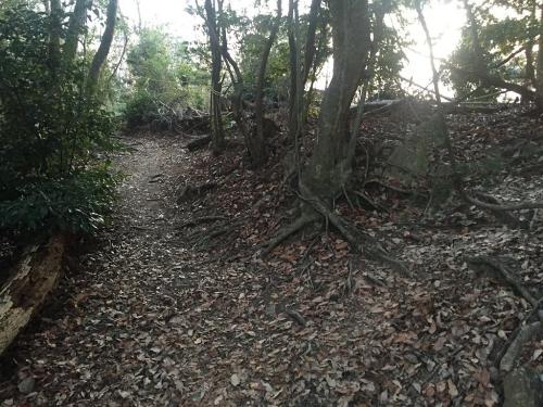 十方山頂手前で分岐があって右が山頂。このまま真っすぐいくと乗願寺