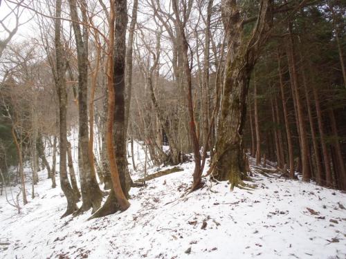 金引尾根は下り長くてうざいけど、登りはジグザグで以外に登りやすい。登りのほうがこっちはいいかも