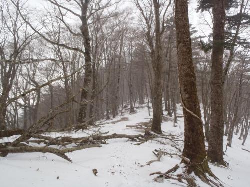 稜線は吹きさらしもあって、雪も少ない！？とりあえずP1518へ