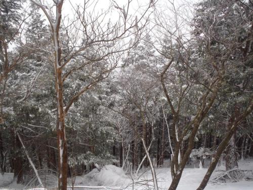 青空があれば綺麗だろうなぁ