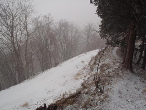 ここで川合道だとピークに登らないといけないので坪内林道を歩くことにした