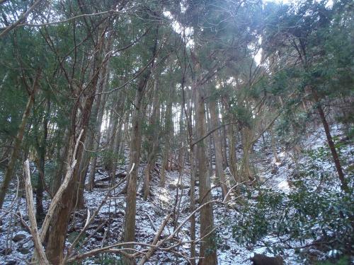 やっと仙鶏尾根の稜線が見えた