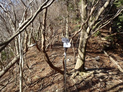 稜線を歩いてここで分岐