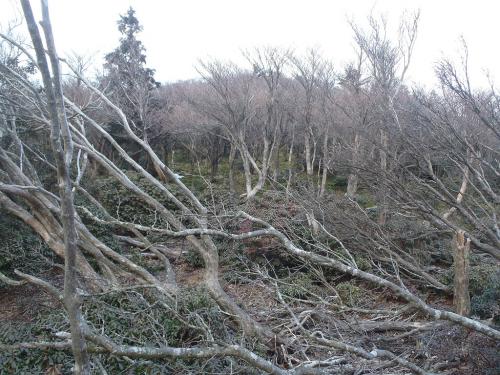 ここは荒れていたのか道が倒れた樹林ふさがっていた