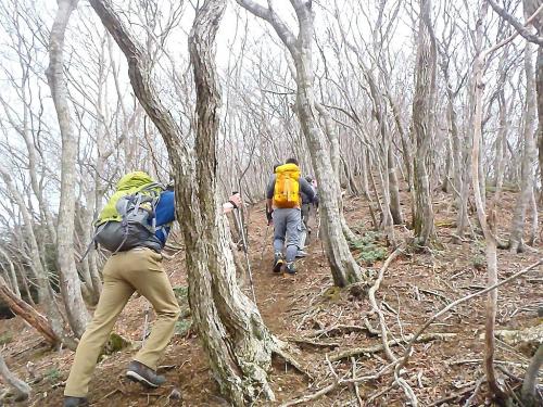 植林地帯が終わり、自然林になって周りの雰囲気が変わった