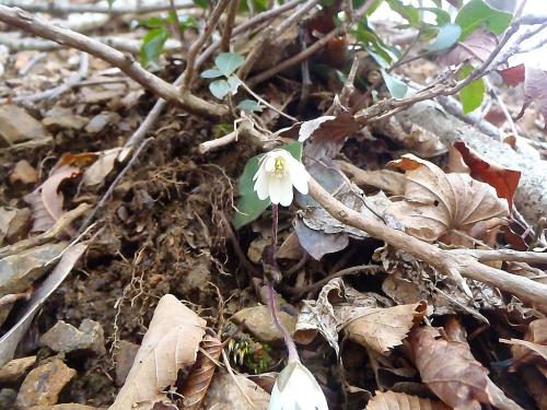 これは雪割草だったかな？ミスミソウ？