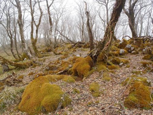 秋に来ると見事な苔地帯になっているんだろう！？