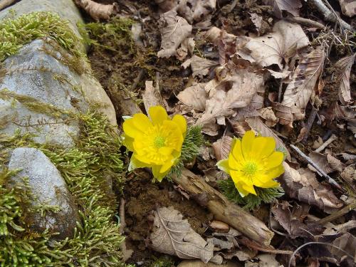 ここにいました福寿草！このあたりは人が入り込まないのか群生地帯になっていた