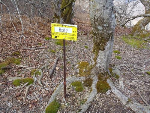 ヒルコバ。結局ここで御池谷ルートで降りるか話し合った結果、時間も押してたので沢ルートはやめて、鈴ケ岳へ登り、その向こう側の林道で下ることになったが、これがとんでもないことに