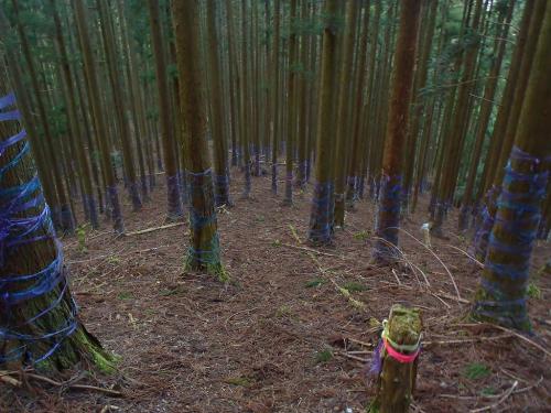 鉄塔がありやっと下りやすい尾根があったと思ったらルートになっていた。これほどルートが有り難いものだと感じたのは久々だった