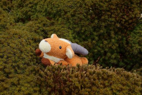 嫁撮影の苔とヤックル。なかなかGOOD！