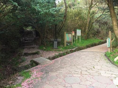 舗装道で登ると距離もあってしんどいのでやっぱ左側から直登