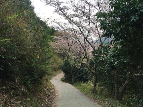 ここも桜街道だったはずがもはやこんな状態に・・・