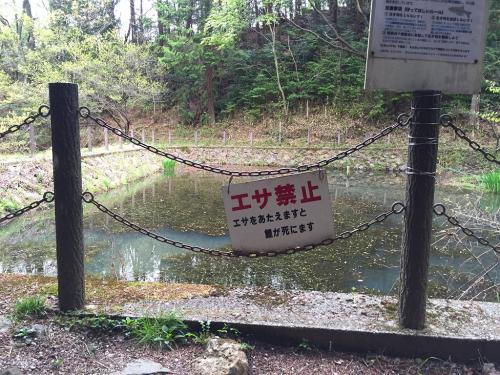 ちょっと面白いので撮影。エサをやると死ぬ鯉とはどんなやつだ！？