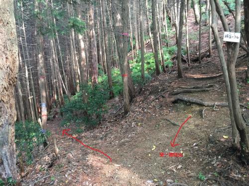 編笠のコル。東タツガ岩はここで横谷林道のほうへ少し下っていく