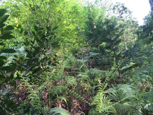 急登のあとは藪