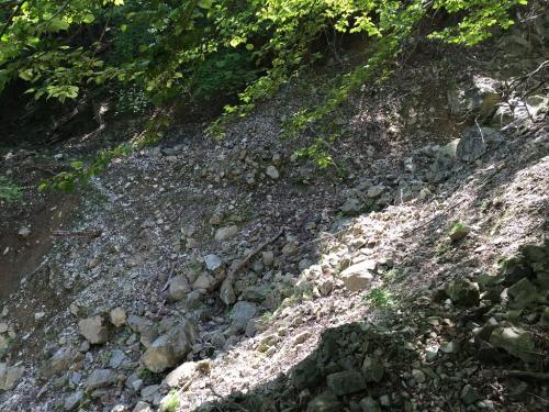 見事に崩壊して林道が寸断されていた