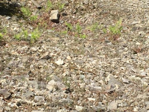 ひでぶーさんがヘビを発見