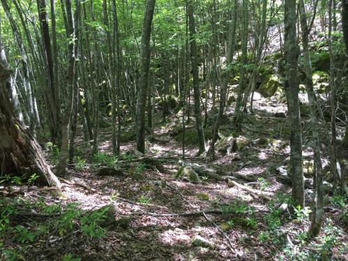 林道が終わるとまずは樹林帯を半無理やり登っていく