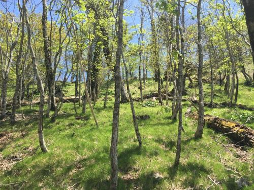 神仙平の上部の樹林を登っていくが、ここが急登で激しんどかった