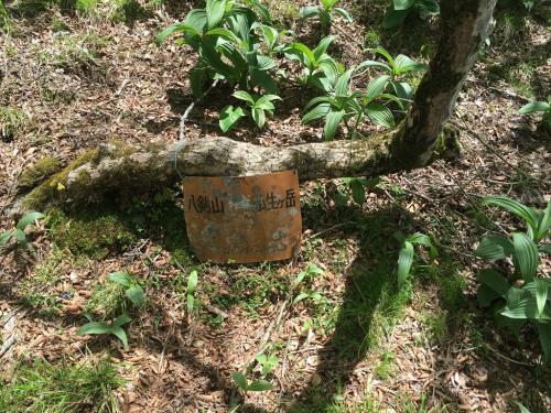 初めてみた仏生ヶ岳の看板表記