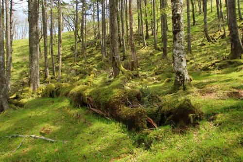 七面山へはピークに登らないといけないが、地図をみると奥駆道からトラバースしていけそうだったので行った。途中で広い苔地帯があった