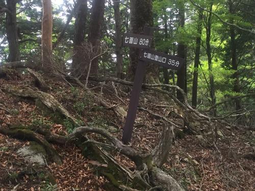 ここで尾根から外れて林道へ降りていく。35分か・・・林道まで標高差約250m