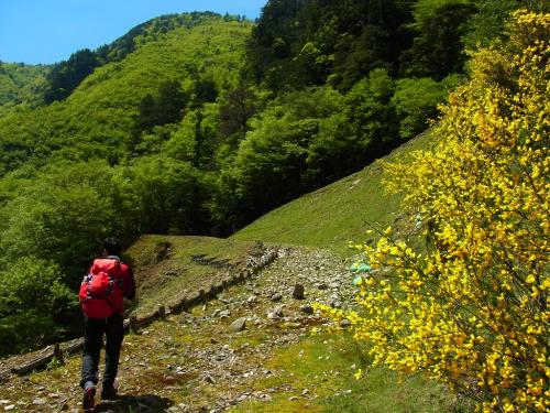 神仙平への林道