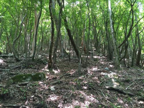 結構な急登が続く