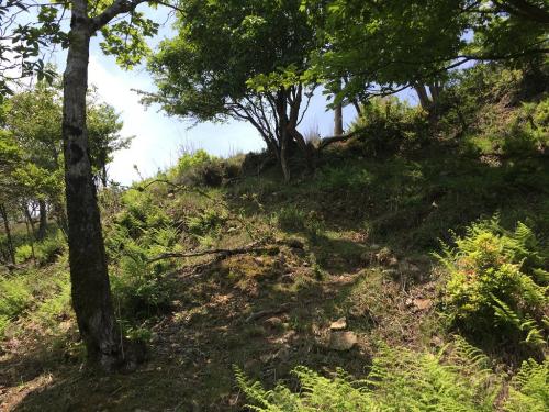 急登を15分ほど登ると開けた場所に出る