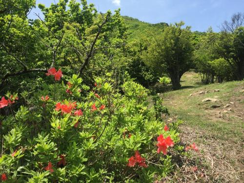 休憩広場の上部に昔ちぎって根元を吸っていたような花が咲いてた。これは吸えるんだろうか？