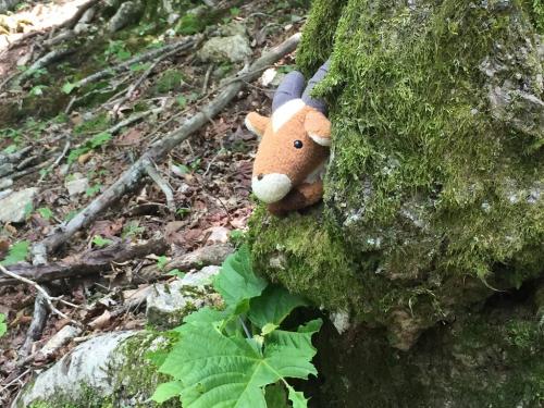 途中、嫁の持つヤックルが隠れやすい木を発見。こうやってみるとうちの猫みたいだ